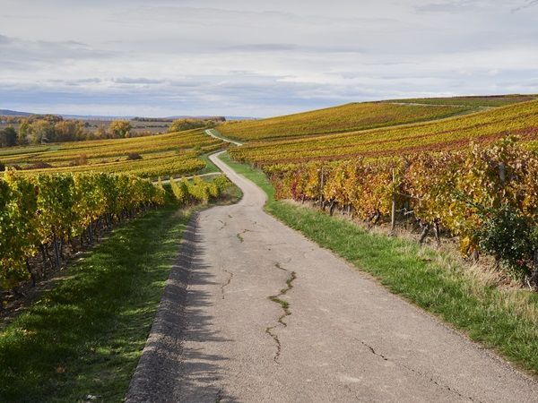 Route vignoble